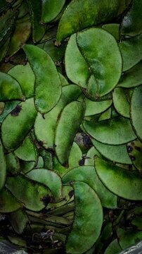 Fresh green colored legume pods.