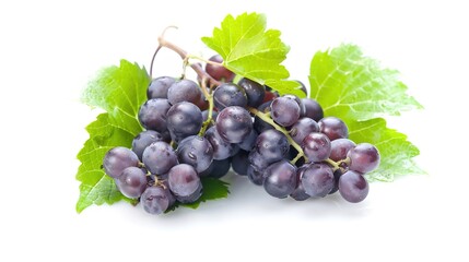 Elegant Vine White Background Picture: A Touch of Natural Beauty