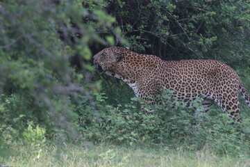 Sri Lankan Leopard in Yala National Park, Sri Lanka 