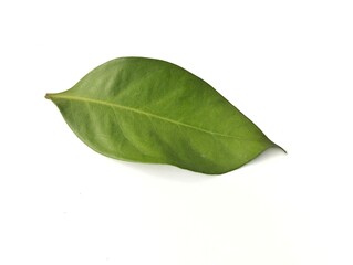 Syzygium polyanthum or Indonesian bay-leaf isolated on white background
