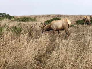 Elk grazing on a foggy morning