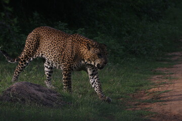 Sri Lankan Leopard in Yala National Park, Sri Lanka 