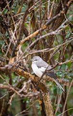Mocking bird perched on a branch