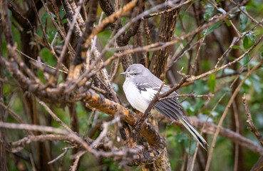 Mocking bird perched on a branch