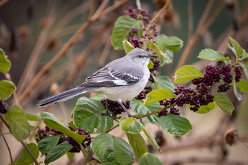 Mocking bird perched on a branch