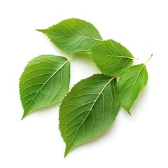 American basswood, linden isolated on a with a white background, close up