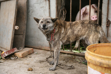中国、犬
