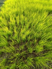 beautiful small rice fields in the afternoon