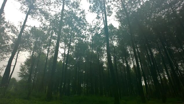 The atmosphere of a pine forest with a thin mist slowly rolling in.