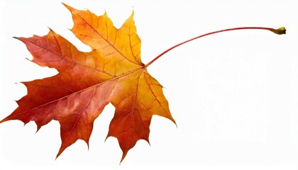 Obraz premium maple leaf isolated on white