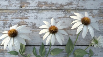 Obraz premium 3D rendering of white echinacea flowers Puff Vanilla variety set against a wooden board background