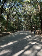 Japan forest path