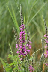 Lotus Nature Summer Trees Green Flowers