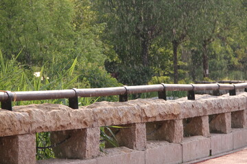 Fototapeta premium Lotus Nature Summer Trees Green Flowers