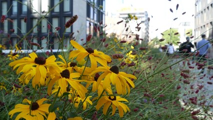 New York City High Line elevated greenway, Manhattan Midtown, USA. People in urban public park. Promenade in garden greenery. American street life, Chelsea highline near Hudson Yards. Autumn flowers.