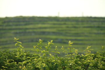 Lotus Nature Summer Trees Green Flowers
