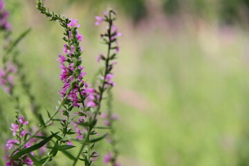 Lotus Nature Summer Trees Green Flowers