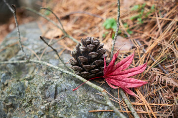 Close-up photo of autumn red maple leaves and pine cones