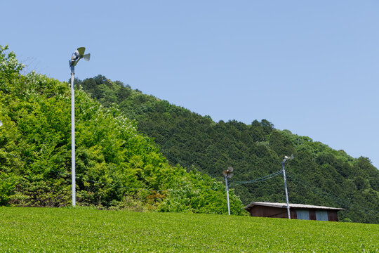 茶畑に設置された防霜ファン、霜よけの扇風機
