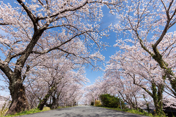 新生活や新年度を思い起こさせる桜咲く風景