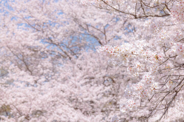 新生活や新年度を思い起こさせる桜咲く風景