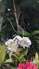 beautiful Phalaenopsis amabilis flowers