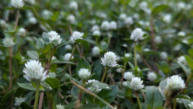 Alternanthera sessilis wild flower plant