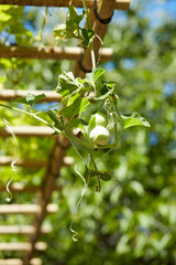 ひょうたん棚8月の風景