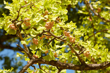 熟しかけた銀杏の実_9月
