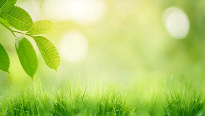 Obraz premium Close up of nature view green grass leaf on blurred greenery background under sunlight with bokeh and copy space using as background natural plants landscape, ecology cover concept.