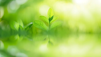 Obraz premium Close up of nature view green grass leaf on blurred greenery background under sunlight with bokeh and copy space using as background natural plants landscape, ecology cover concept.