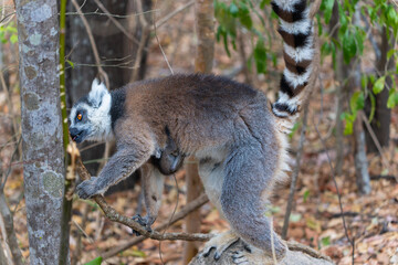 A mother ring-tailed lemur with her baby clinging to her belly, cautiously watching ahead while sitting on a tree trunk. Isalo National Park, Madagascar.