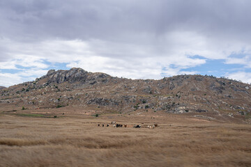 A scenic landscape featuring grazing cattle in a vast field with rocky hills in the background. Additional elements include scattered trees and distant houses. Isalo National Park, Madagascar.