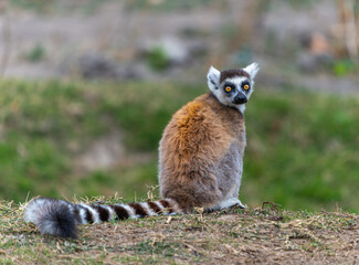 Fototapeta premium A ring-tailed lemur sitting on the grass with its distinctive black and white striped tail. Isalo National Park, Madagascar.