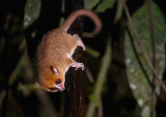 Fototapeta premium A mouse lemur with large eyes clings to a branch at night. Its fur is brown and its eyes are wide open, giving it a cute appearance. Ranomafana National Park, Madagascar.