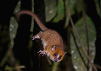 Fototapeta premium A mouse lemur with large eyes clings to a branch at night. Its fur is brown and its eyes are wide open, giving it a cute appearance. Ranomafana National Park, Madagascar.