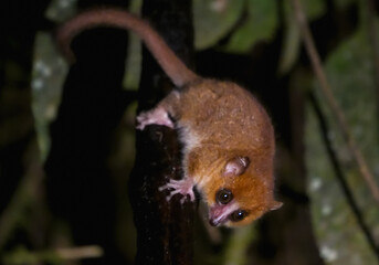 A small, brown mouse lemur clings to a branch in the lush rainforest of Ranomafana National Park, Madagascar. Its large, round eyes and delicate features give it an endearing appearance. © twabian
