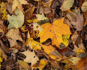 Fallen Leaves
