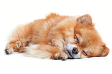 Adorable Pomeranian sleeping peacefully