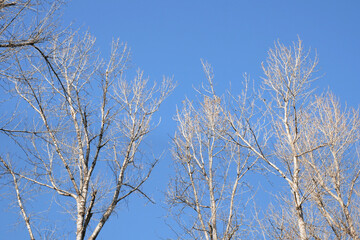 Birch trees at Island 22 Regional Park along Fraser River during a fall season in Chilliwack, British Columbia, Canada