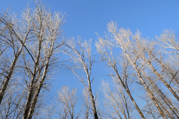 Birch trees at Island 22 Regional Park along Fraser River during a fall season in Chilliwack, British Columbia, Canada