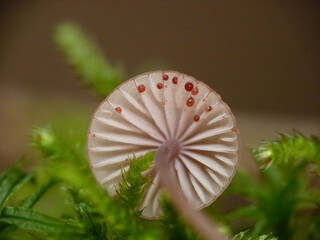 Macro photography of the edge of a mushroom's lames
