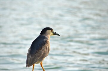 Bird in water