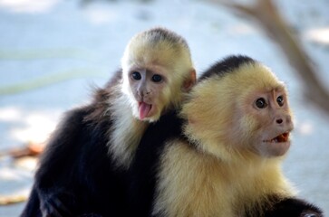 Monkeys in Costa Rica