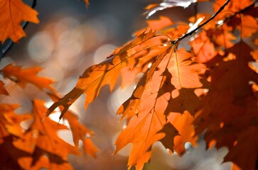 Autumn leaves in the sun