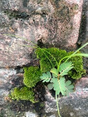 Shy princess leaves growing on mossy cement stone wall.