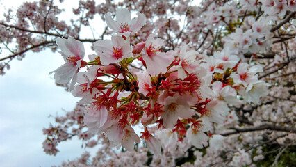 Cherry blossom, Sakura flowers of pink color on sunny backdrop. Beautiful nature spring background.