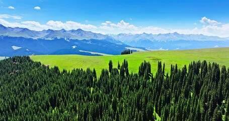 Green grass and forest with mountain natural landscape in Kalajun grassland, Xinjiang. Kalajun Grassland is one of the most famous grasslands in China.