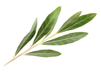 Olive tree leaves isolated on transparent background