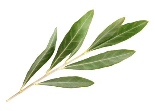 Olive tree leaves isolated on transparent background